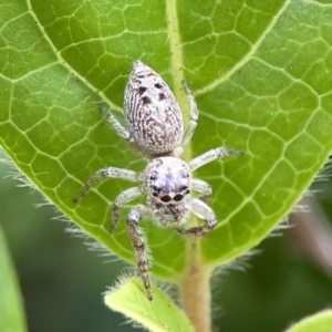 Opisthoncus grassator at Reid, ACT - 23 Nov 2023