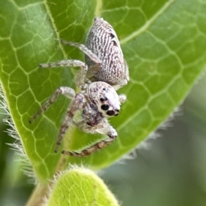 Opisthoncus grassator at Reid, ACT - 23 Nov 2023