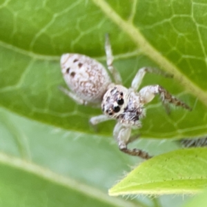 Opisthoncus grassator at Reid, ACT - 23 Nov 2023