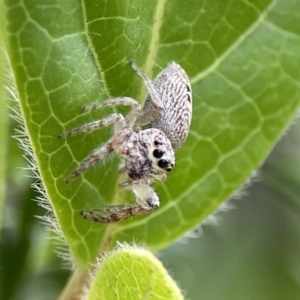 Opisthoncus grassator at Reid, ACT - 23 Nov 2023