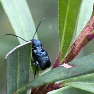 Aporocera (Aporocera) scabrosa at Reid, ACT - 23 Nov 2023