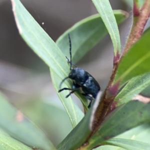 Aporocera (Aporocera) scabrosa at Reid, ACT - 23 Nov 2023