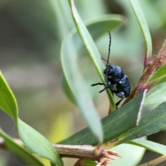 Aporocera (Aporocera) scabrosa at Reid, ACT - 23 Nov 2023