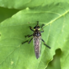 Zosteria rosevillensis (A robber fly) at Reid, ACT - 23 Nov 2023 by Hejor1