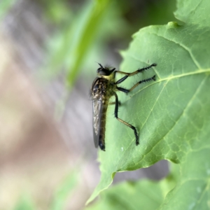 Zosteria rosevillensis at Reid, ACT - 23 Nov 2023 05:52 PM