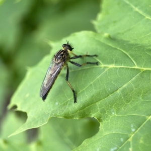 Zosteria rosevillensis at Reid, ACT - 23 Nov 2023 05:52 PM