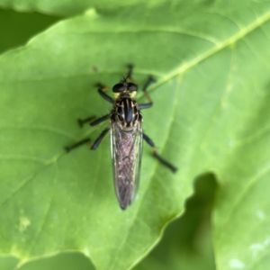 Zosteria rosevillensis at Reid, ACT - 23 Nov 2023 05:52 PM