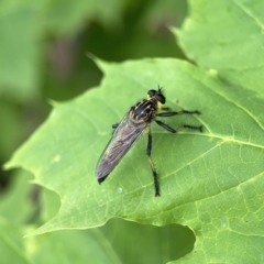 Zosteria rosevillensis at Reid, ACT - 23 Nov 2023 05:52 PM