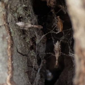 Stenolemus sp. (genus) at Reid, ACT - 23 Nov 2023