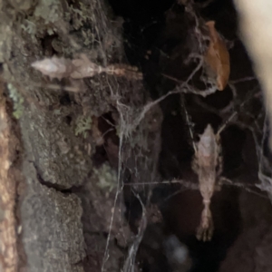 Stenolemus sp. (genus) at Reid, ACT - 23 Nov 2023