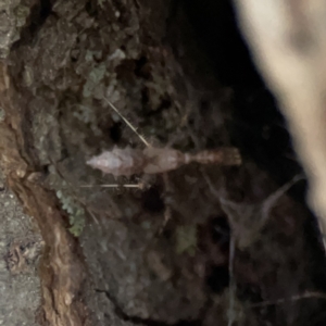 Stenolemus sp. (genus) at Reid, ACT - 23 Nov 2023