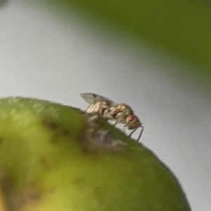 Megastigmus sp. (genus) at Reid, ACT - 23 Nov 2023