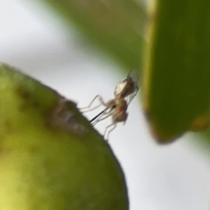 Megastigmus sp. (genus) at Reid, ACT - 23 Nov 2023