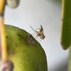 Megastigmus sp. (genus) at Reid, ACT - 23 Nov 2023