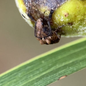 Doticus palmaris at Reid, ACT - 23 Nov 2023