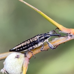 Rhinotia adelaidae (A belid weevil) at Reid, ACT - 23 Nov 2023 by Hejor1