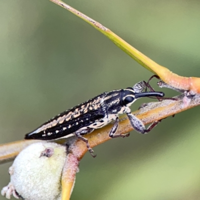 Rhinotia adelaidae (A belid weevil) at Reid, ACT - 23 Nov 2023 by Hejor1