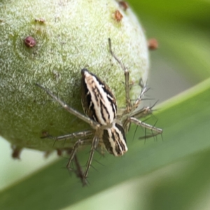 Oxyopes sp. (genus) at Reid, ACT - 23 Nov 2023