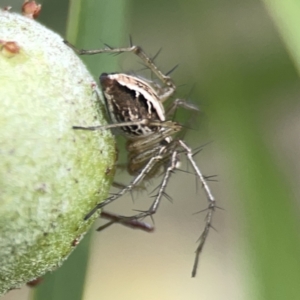 Oxyopes sp. (genus) at Reid, ACT - 23 Nov 2023