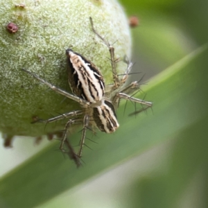 Oxyopes sp. (genus) at Reid, ACT - 23 Nov 2023 05:28 PM