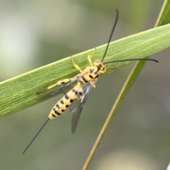 Poecilocryptus sp. (genus) (Yellow Ichneumon) at Reid, ACT - 23 Nov 2023 by Hejor1