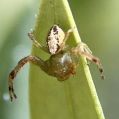 Unidentified Other hunting spider at Reid, ACT - 23 Nov 2023 by Hejor1