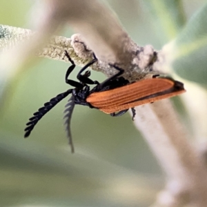 Porrostoma rhipidium at Reid, ACT - 23 Nov 2023