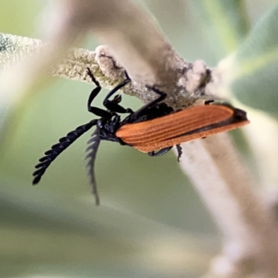 Porrostoma rhipidium (Long-nosed Lycid (Net-winged) beetle) at Reid, ACT - 23 Nov 2023 by Hejor1