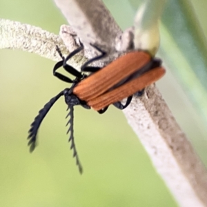 Porrostoma rhipidium at Reid, ACT - 23 Nov 2023