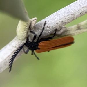 Porrostoma rhipidium at Reid, ACT - 23 Nov 2023