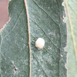 Glycaspis sp. (genus) at Reid, ACT - 23 Nov 2023