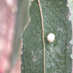 Glycaspis sp. (genus) at Reid, ACT - 23 Nov 2023