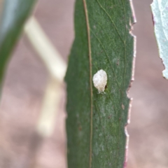 Glycaspis sp. (genus) at Reid, ACT - 23 Nov 2023