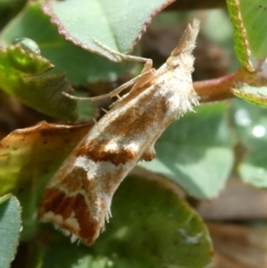 Heliocosma incongruana (A Tortricid moth) at Mongarlowe River - 23 Nov 2023 by arjay