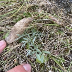 Swainsona sericea (Silky Swainson-Pea) at Barneys Hill/Mt Stranger - 24 Nov 2023 by JT1997