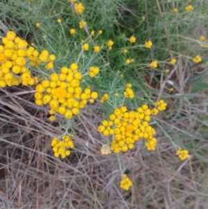 Chrysocephalum semipapposum at Symonston, ACT - 24 Nov 2023