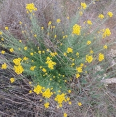 Chrysocephalum semipapposum at Symonston, ACT - 24 Nov 2023