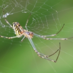 Leucauge sp. (genus) at Belvoir Park - 24 Nov 2023 by KylieWaldon