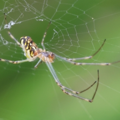 Leucauge sp. (genus) (Silver Orb-weaver) at Belvoir Park - 24 Nov 2023 by KylieWaldon