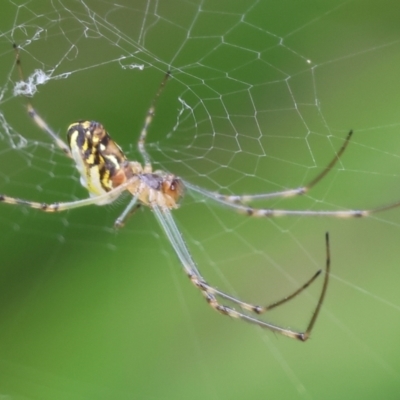 Leucauge sp. (genus) at Belvoir Park - 24 Nov 2023 by KylieWaldon