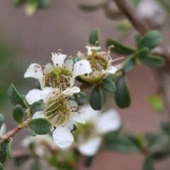 Leptospermum obovatum (River Tea Tree) at Belvoir Park - 24 Nov 2023 by KylieWaldon