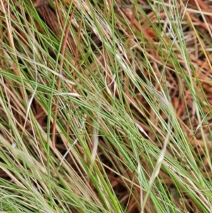 Nassella trichotoma at Isaacs Ridge and Nearby - 24 Nov 2023