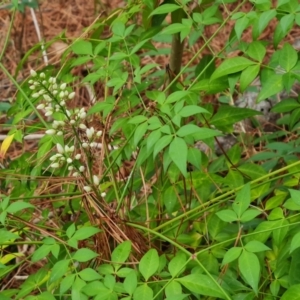 Nandina domestica at Isaacs Ridge and Nearby - 24 Nov 2023