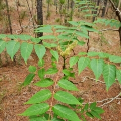 Ailanthus altissima at Isaacs Ridge and Nearby - 24 Nov 2023