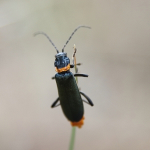 Chauliognathus lugubris at Cantor Crescent Woodland, Higgins - 24 Nov 2023