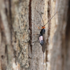 Callibracon capitator (White Flank Black Braconid Wasp) at Higgins, ACT - 24 Nov 2023 by Trevor