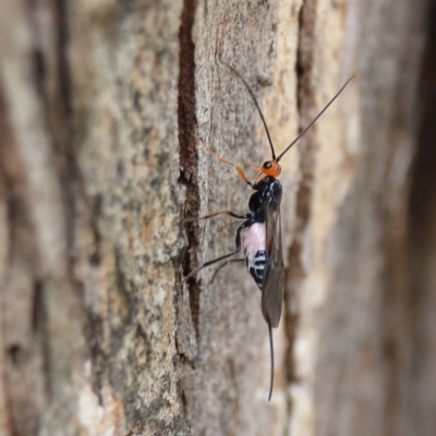 Callibracon capitator (White Flank Black Braconid Wasp) at Cantor Crescent Woodland, Higgins - 24 Nov 2023 by MichaelWenke