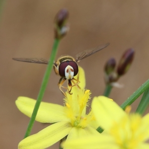 Simosyrphus grandicornis at Hawker, ACT - 24 Nov 2023