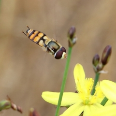 Simosyrphus grandicornis at Hawker, ACT - 24 Nov 2023