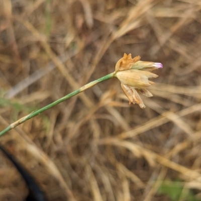 Petrorhagia sp. at Belconnen, ACT - 23 Nov 2023 by CattleDog